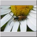 Stenurella melanura - Kleiner Schmalbock 06.jpg